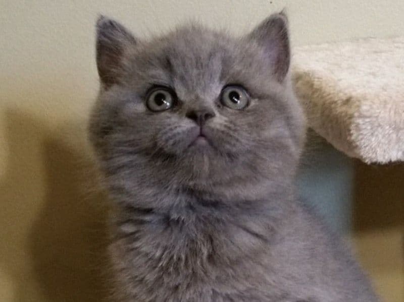 Oscar primary photo