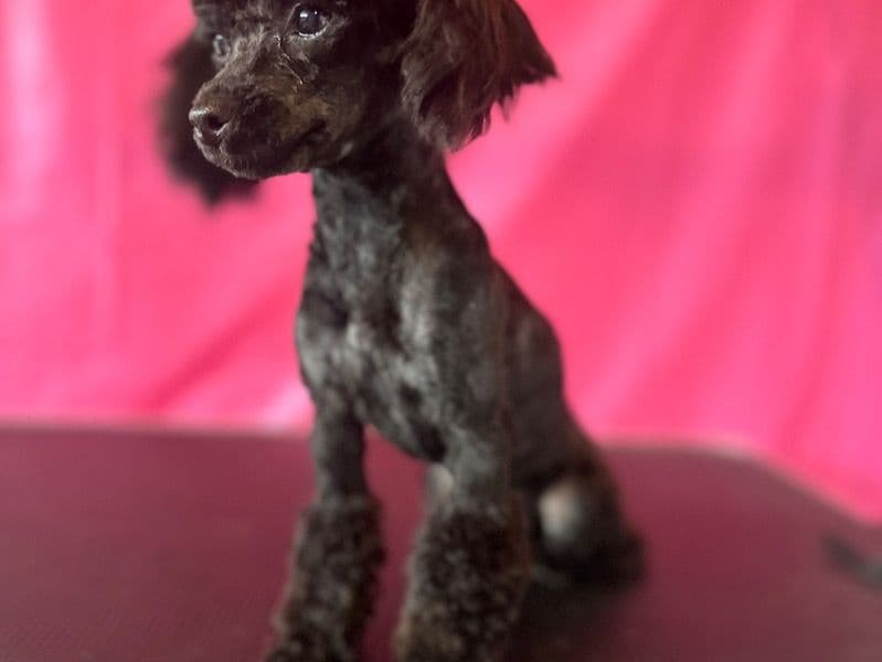 Dolly primary photo