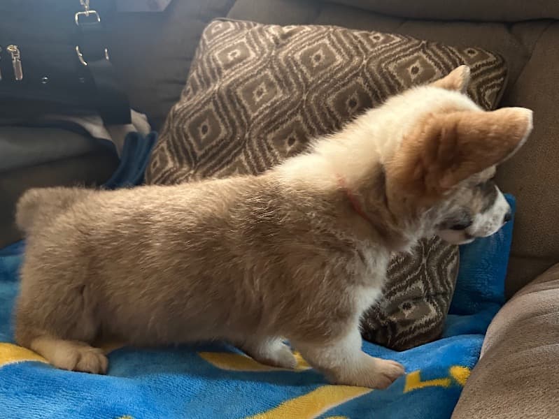 Corgi primary photo