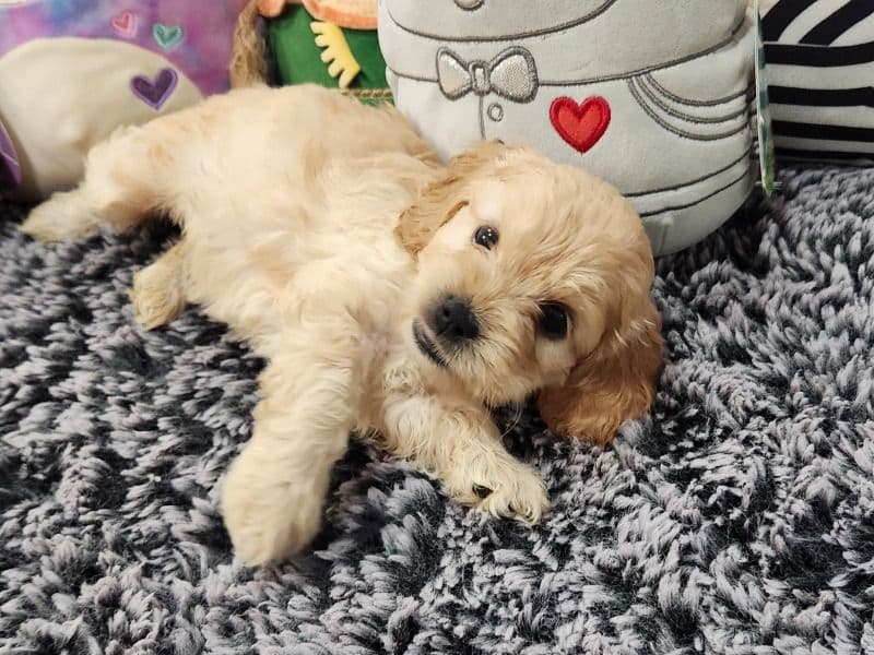 Cockapoo Puppies primary photo