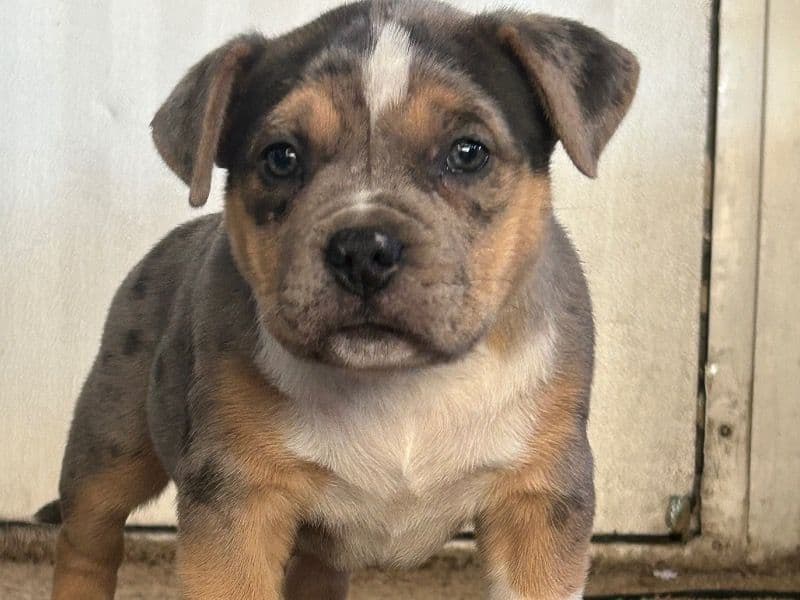 American Bully Xl Puppies primary photo