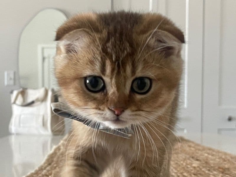 Miso primary photo
