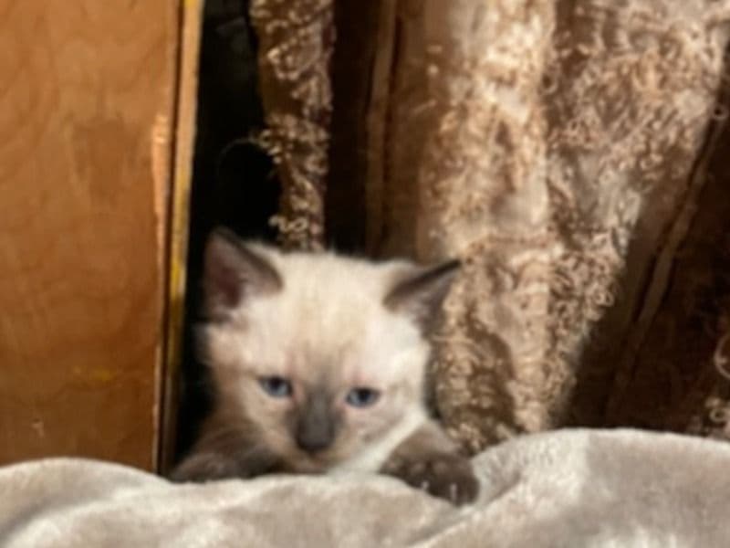 Siamese Kittens Male And Female primary photo