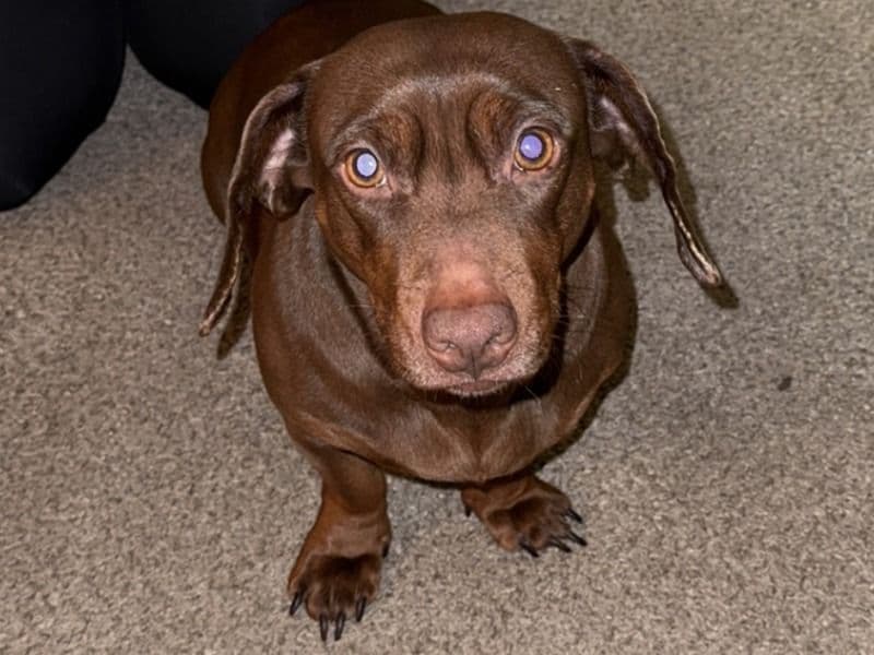 Coco primary photo