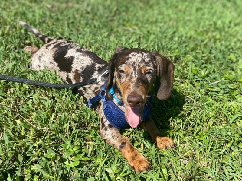Scrappy primary photo