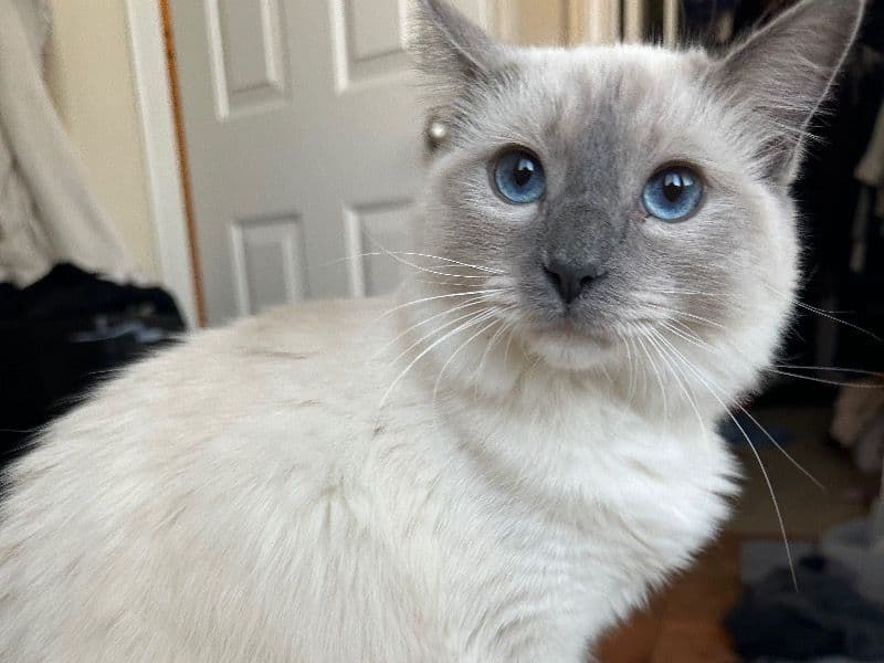 Luna primary photo