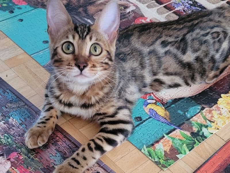 Nala primary photo