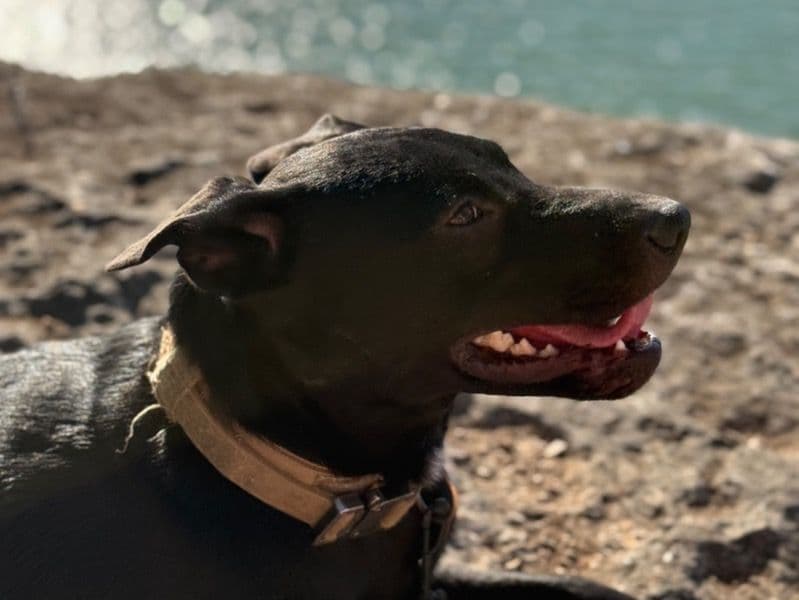 Sadie primary photo