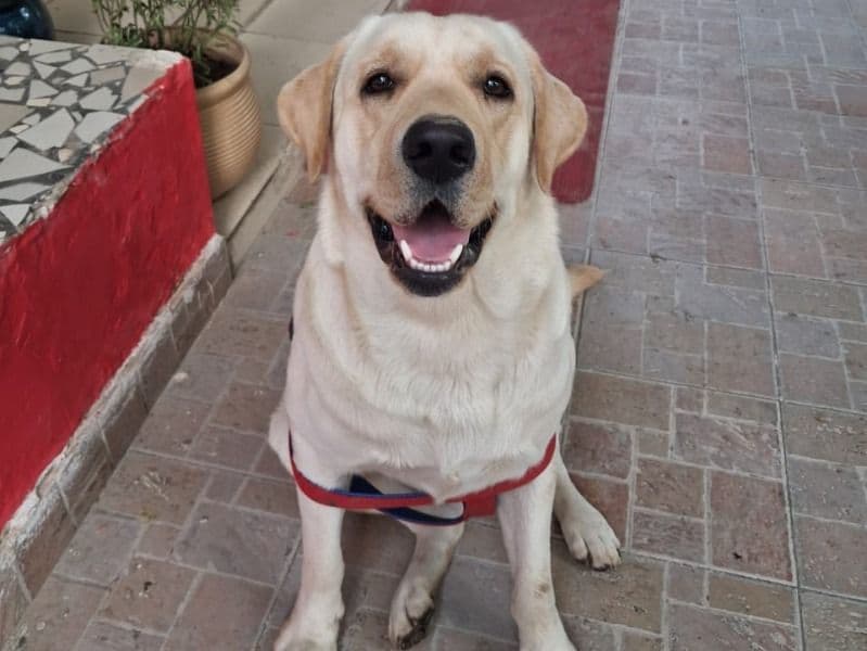 Polo primary photo