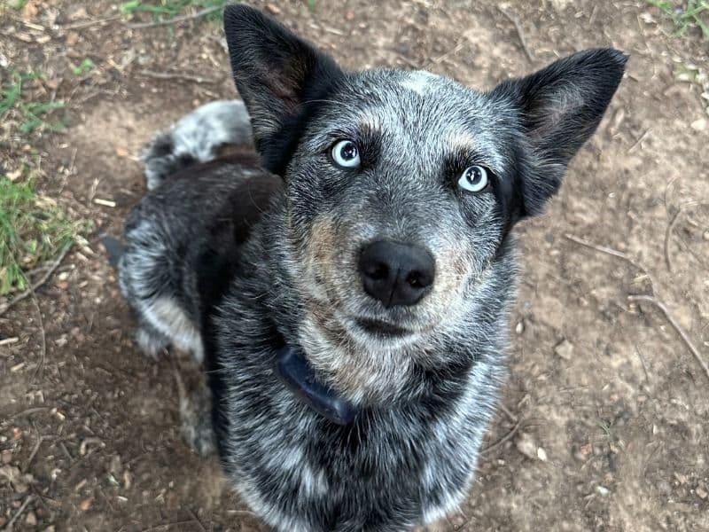 Luna primary photo