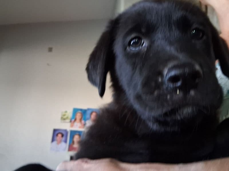 Canecorso/sheppard primary photo