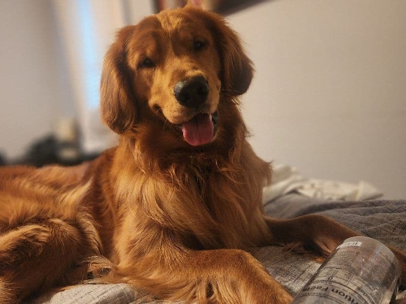 Teddy primary photo