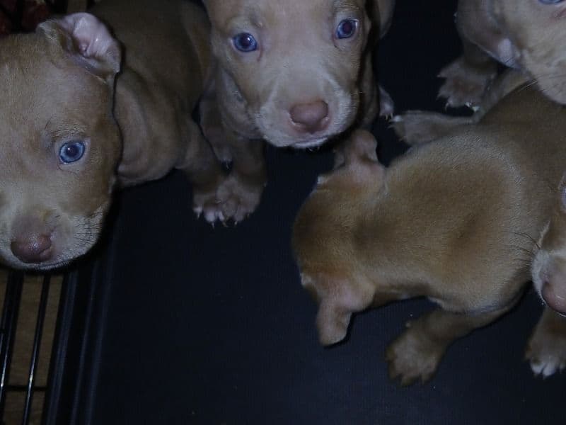 Puppy primary photo