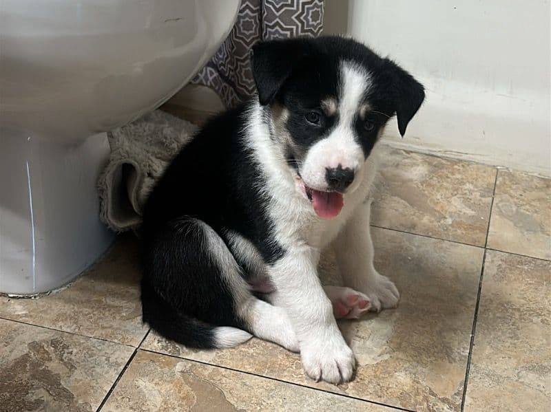 Luka primary photo