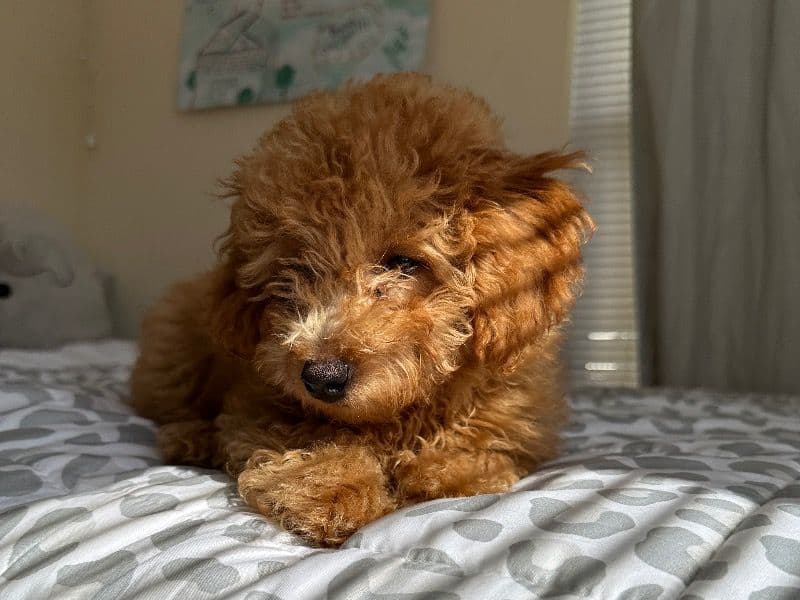 Cleo primary photo