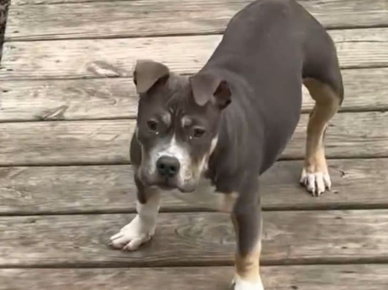 Nyla primary photo
