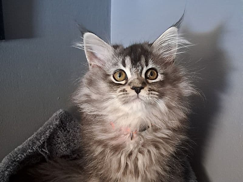 Maine Coon Dollface Persian primary photo