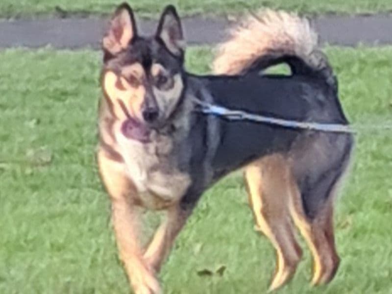 Gypsy primary photo