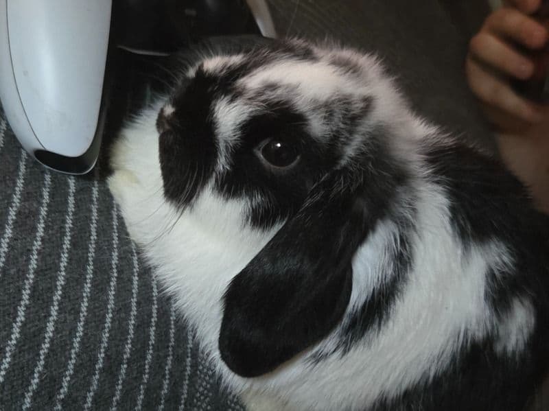 Oreo primary photo