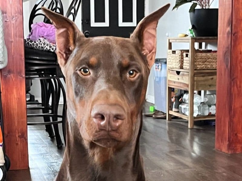 Koda primary photo