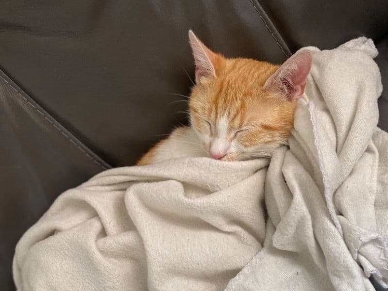 Simba primary photo