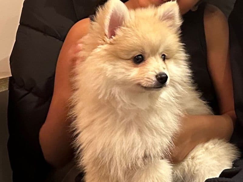 Milo primary photo