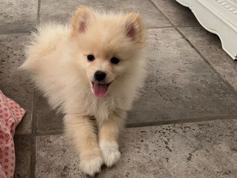 Peanut Jr primary photo