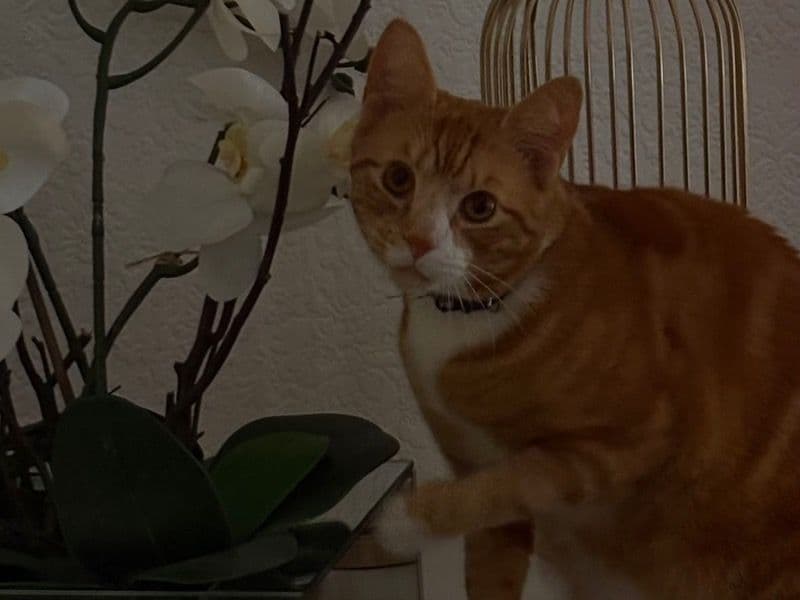 Ginger primary photo