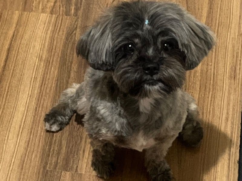 Cookie primary photo