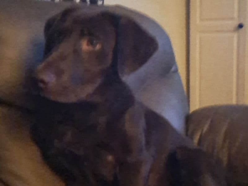 Coco primary photo