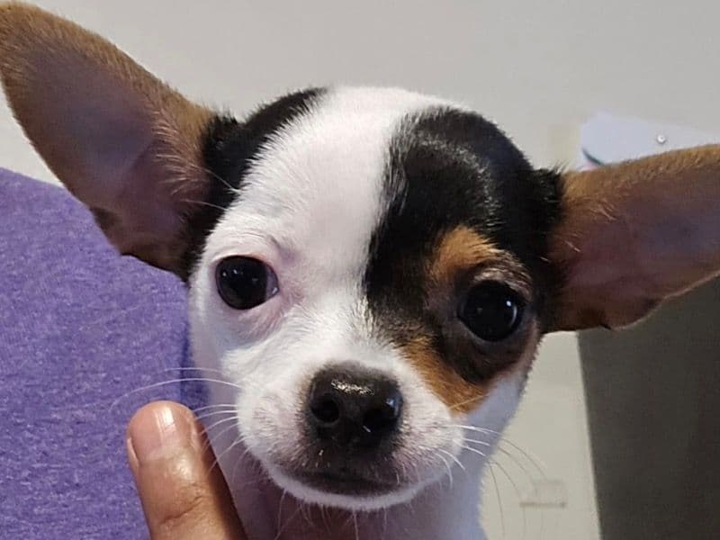 Roxxy primary photo