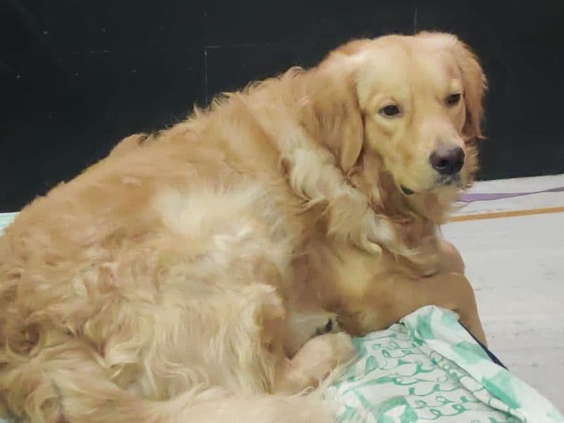 Simba primary photo