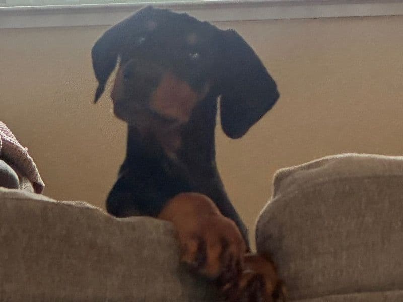 Rocky primary photo