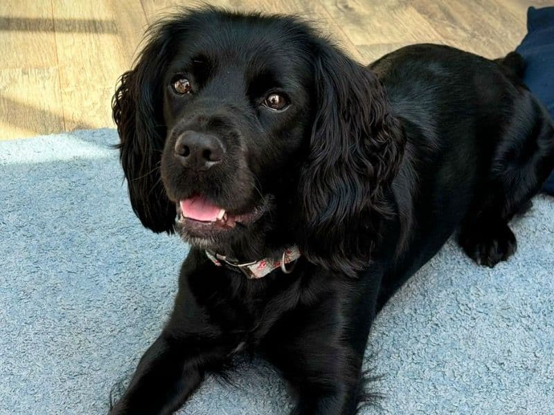 Pip primary photo