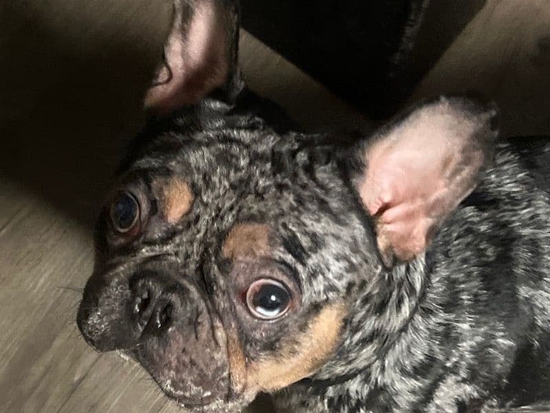 Milo primary photo