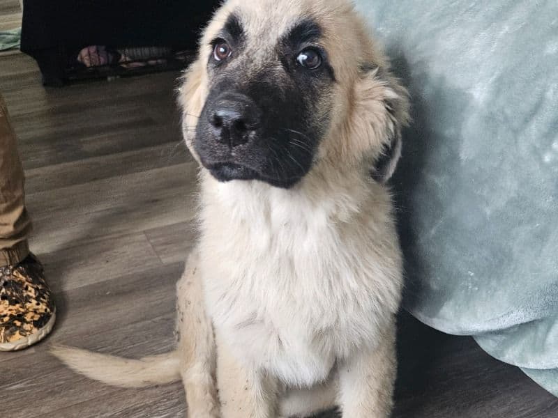 Shaggy primary photo