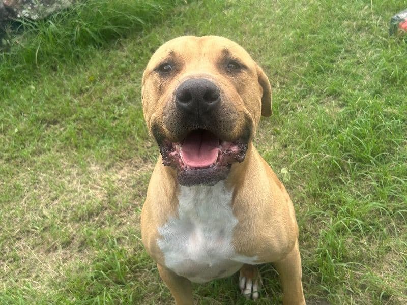 Bohdi primary photo