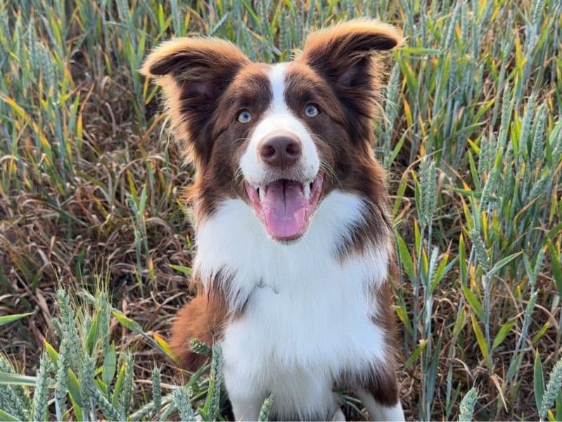 Loki primary photo