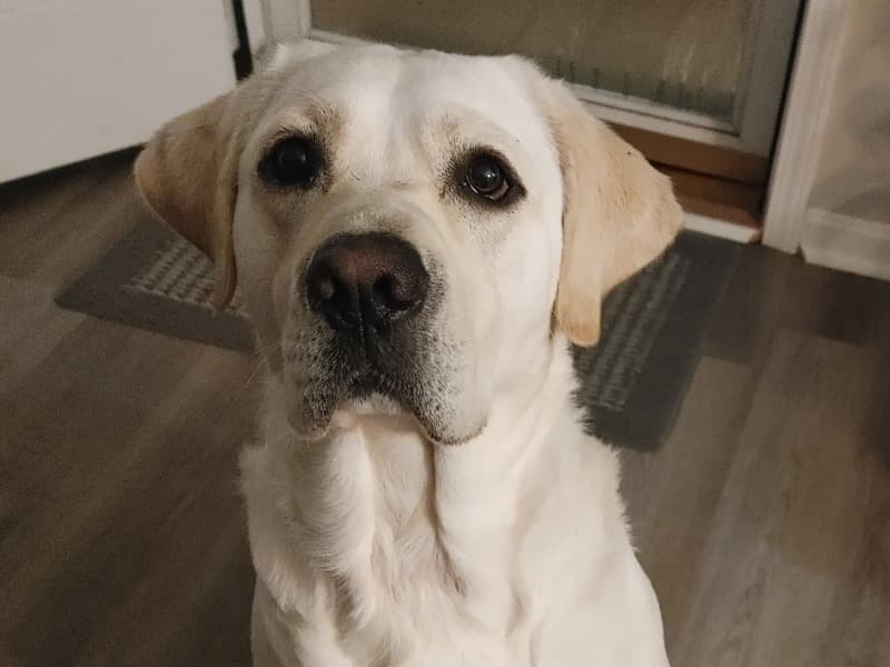 Barkley primary photo