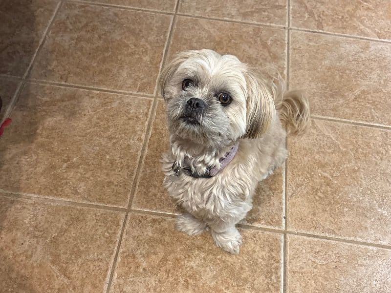 Muffy primary photo