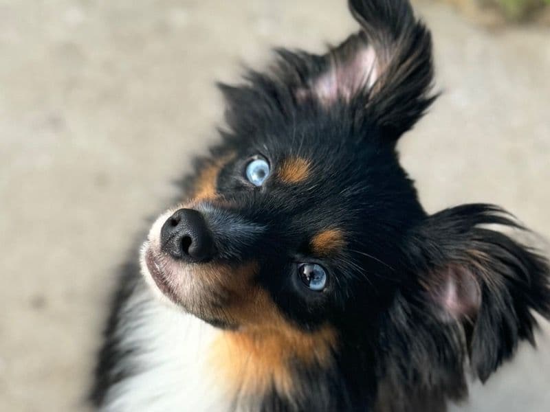 Scout primary photo
