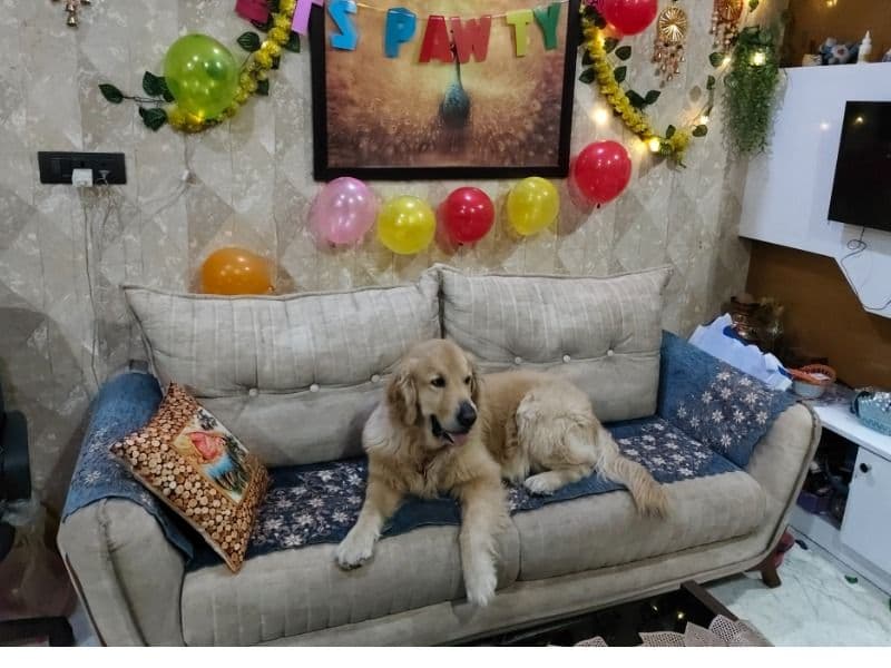 Coco primary photo