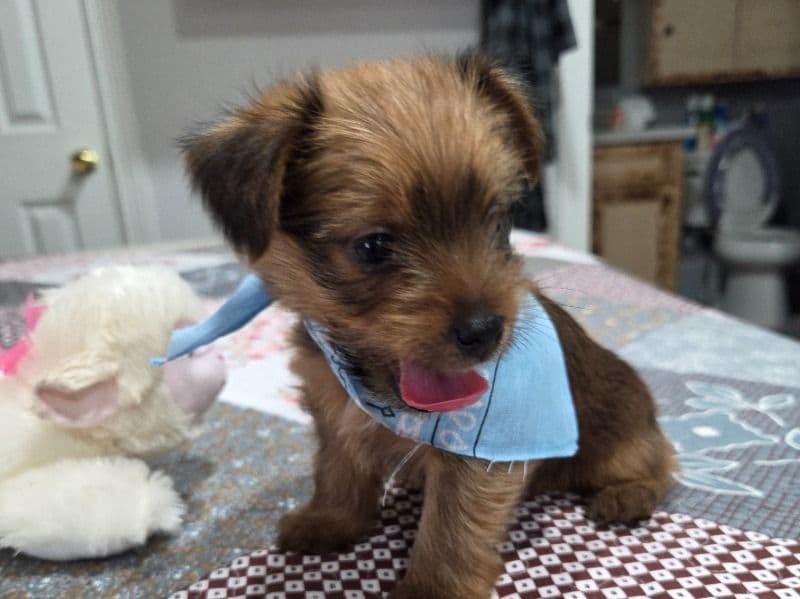 Puppy #1 primary photo