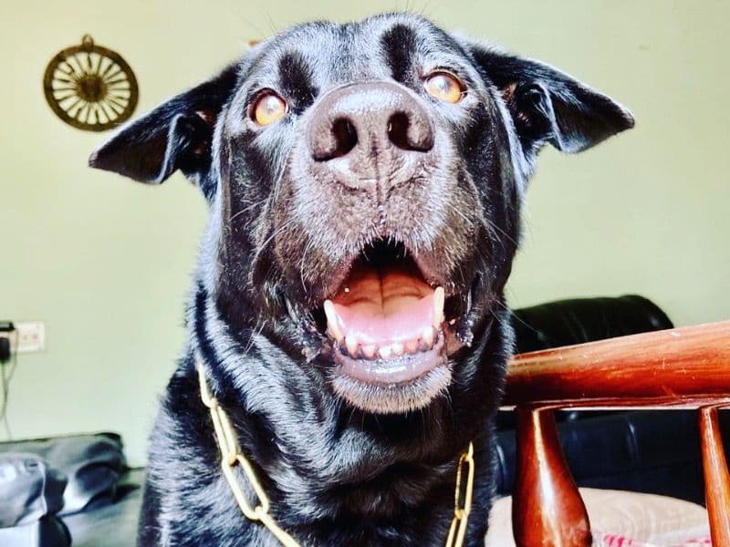 Milo primary photo