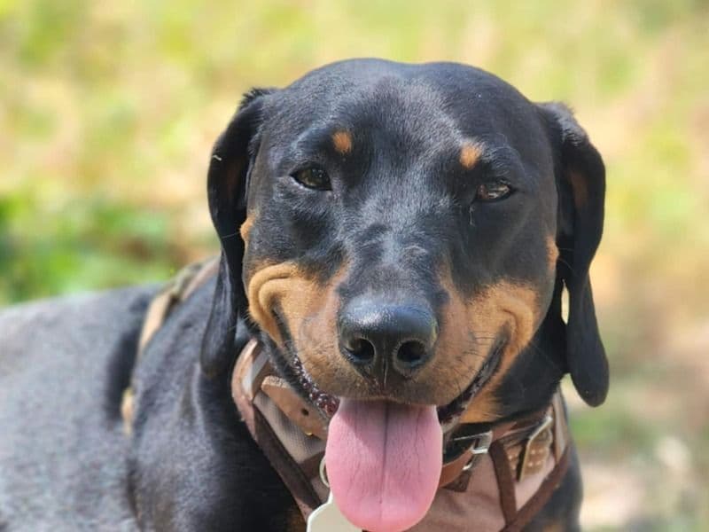 Toby primary photo