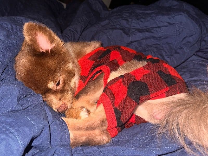 Benji primary photo