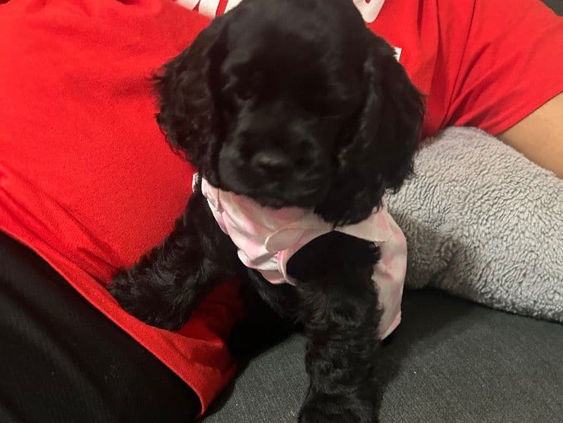 Lily primary photo