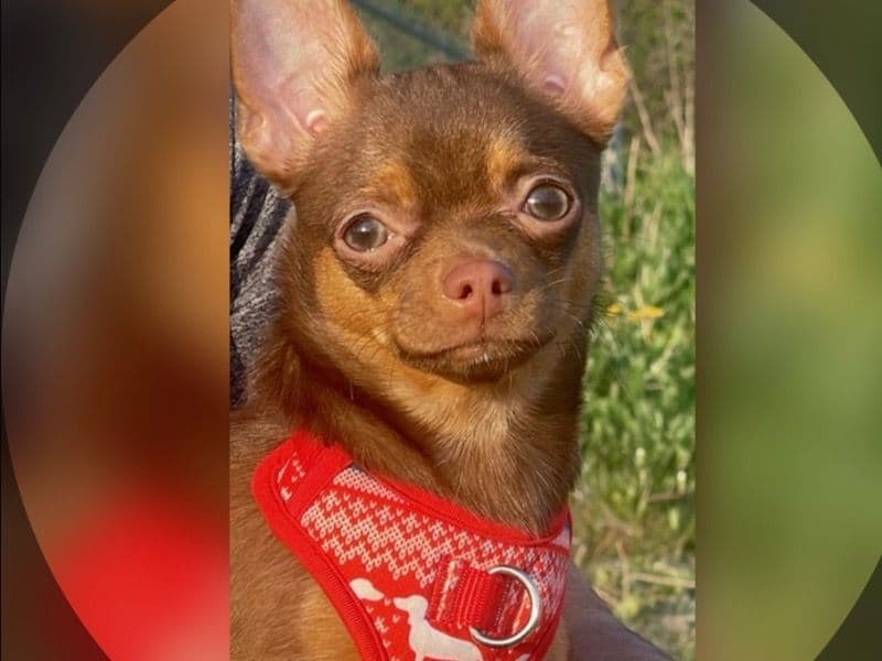 Milo primary photo