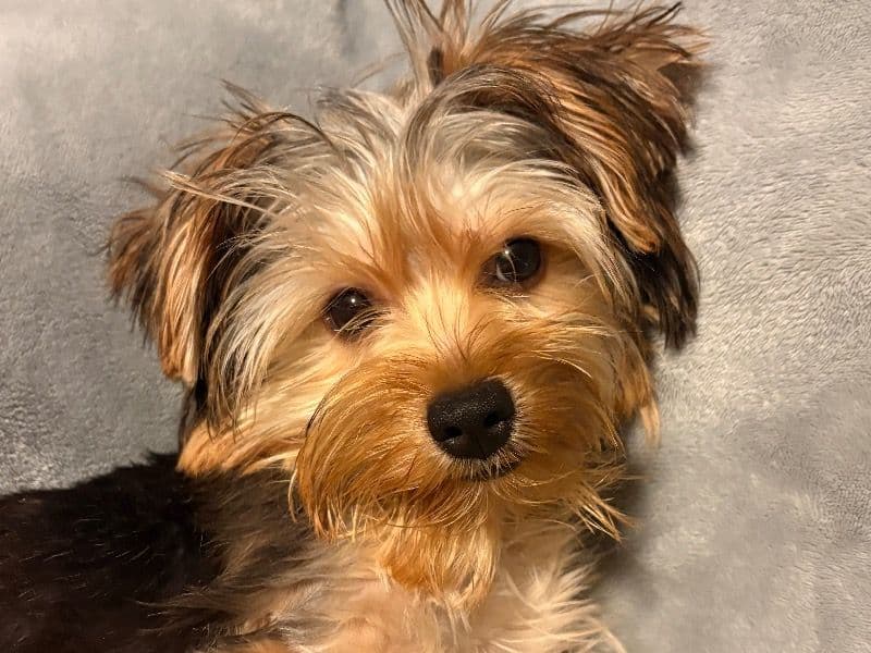 Coco primary photo