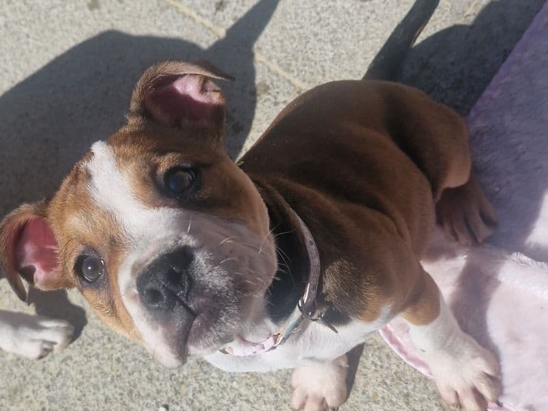 Roxy primary photo